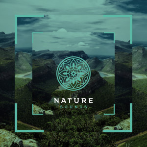 Najpiękniejsze dźwięki natury的專輯Leśne Echo