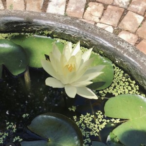 收听Jackpot的遊園地歌词歌曲