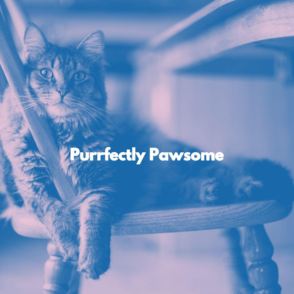Lonely Quiet Cat