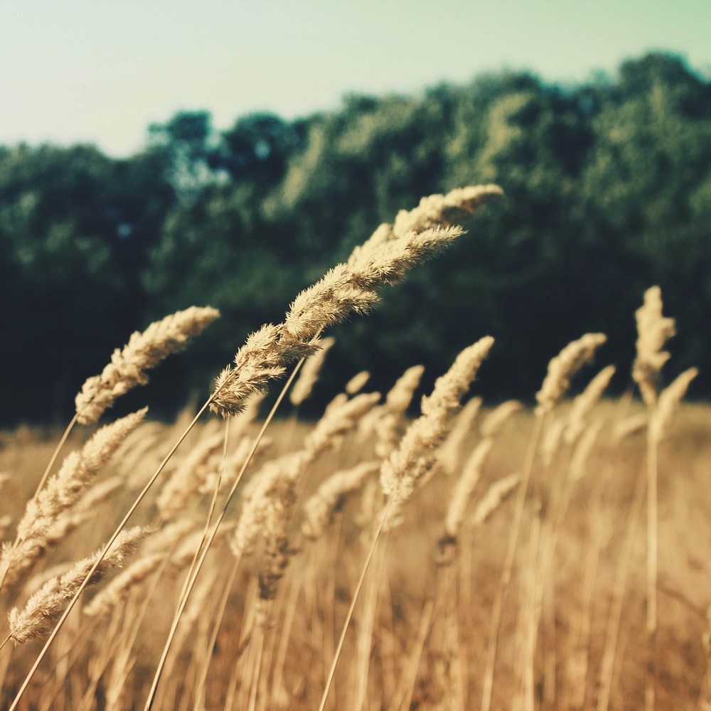 Wind Sound For Sleeping