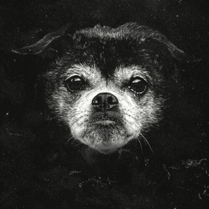 Album Pure Quality (Explicit) from 