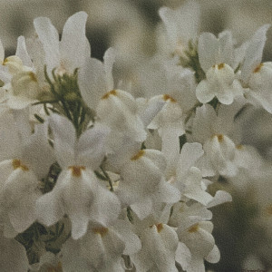 ดาวน์โหลดและฟังเพลง リナリア พร้อมเนื้อเพลงจาก 7mON