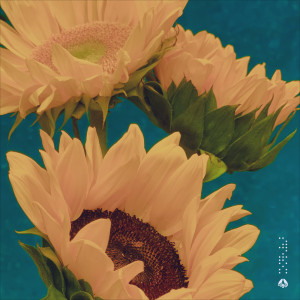 Listen to Himawari song with lyrics from Basmati