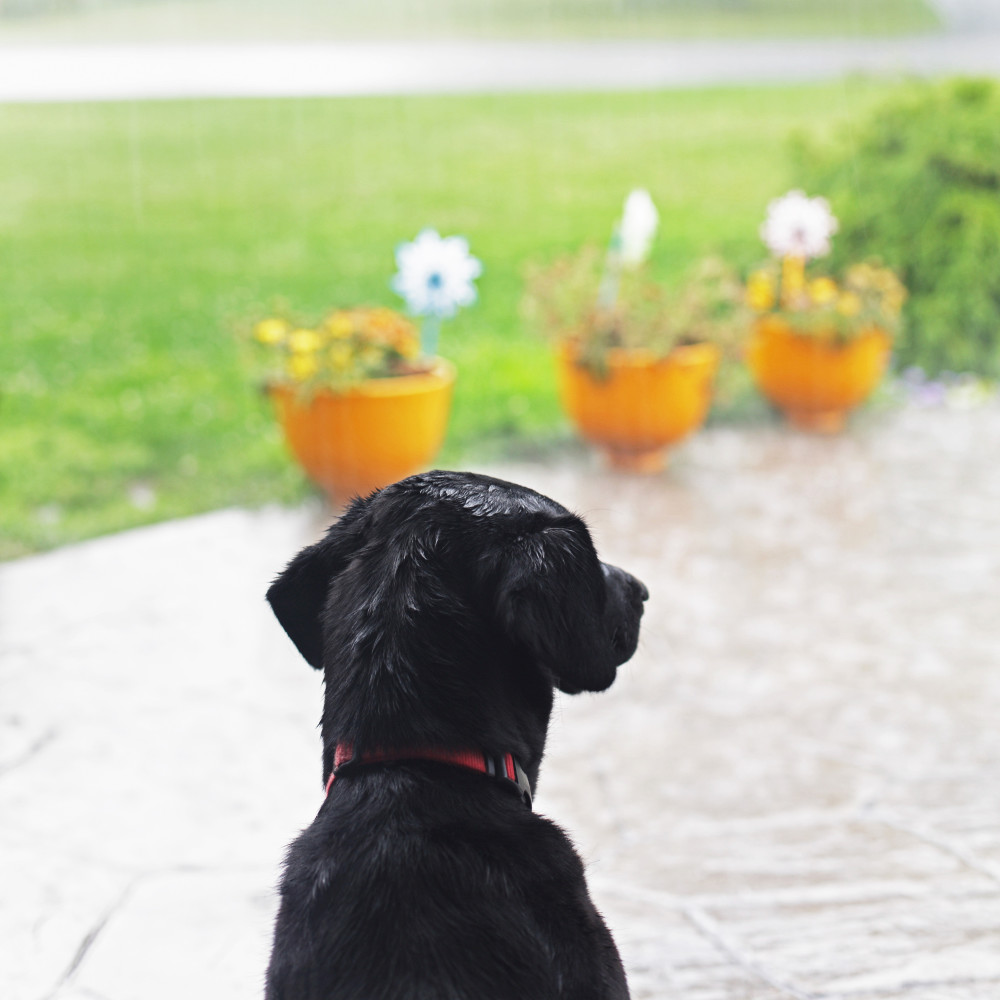 Showers for Dog's Comfort