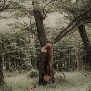 ดาวน์โหลดและฟังเพลง Pine พร้อมเนื้อเพลงจาก 어텀