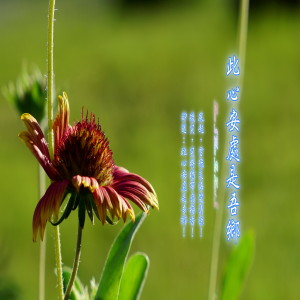 Album 東方冥想音樂系列 (17): 此心安處是吾鄉 from 