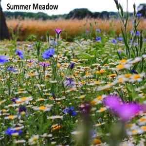 Album Summer Meadow from Clicks & Whistles