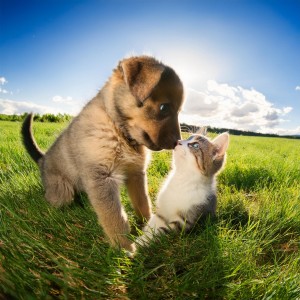 ดาวน์โหลดและฟังเพลง Grooves Para La Zona De Mascotas พร้อมเนื้อเพลงจาก Domingo en calma