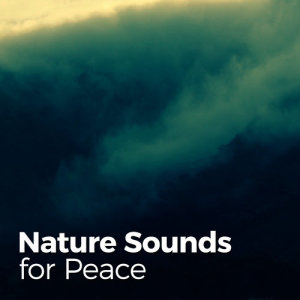 ดาวน์โหลดและฟังเพลง Birds in the Tree Tops พร้อมเนื้อเพลงจาก Nature Sounds
