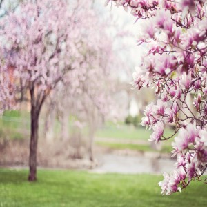 Dengarkan lagu 마음을 깨끗하게 정화시켜주는 천연 그대로의 테라피음악 12 - 꽃피는 산골 nyanyian 테라피 dengan lirik