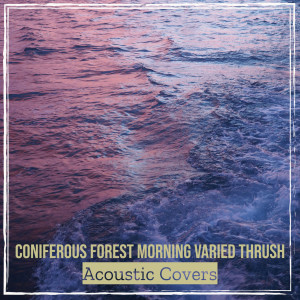 Coniferous Forest Morning Varied Thrush dari Acoustic Covers
