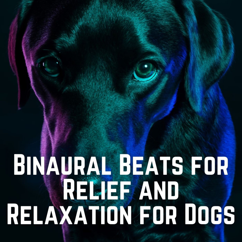 Gentle Doggy Soundscapes