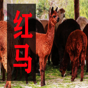 收聽一顆狼星-許藍心的紅馬歌詞歌曲