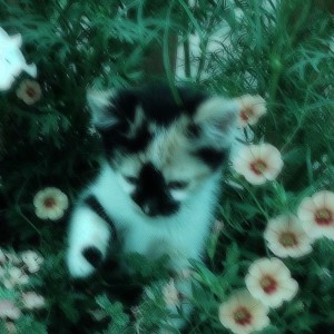 Listen to Crushxi! song with lyrics from THEUZ ZL