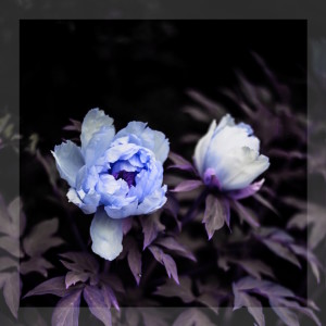 Album Only for a Moment from v e n n