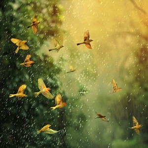 Binaural Landscapes的專輯Binaural Birds: Rain’s Natural Symphony - 92 96 Hz