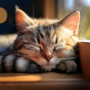 Barba sabia的專輯Relajación Pacífica: Hip Hop Ritmos De Hip Hop Para Gatos