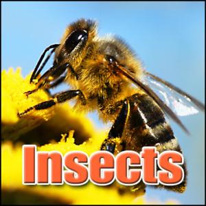 ดาวน์โหลดและฟังเพลง Cricket Cricket, Cicada, Africa, Insect, Insects, Authentic Sound Effects พร้อมเนื้อเพลงจาก Sound Effects Library