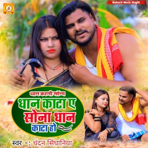 收听Chandan Singhaniya的Dhan Kata A Sona Dhan Kata Ho歌词歌曲
