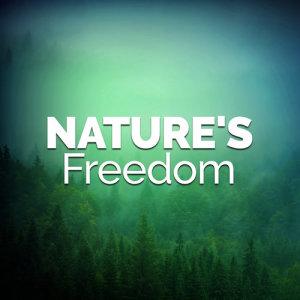 ดาวน์โหลดและฟังเพลง Quiet Meadow พร้อมเนื้อเพลงจาก Nature Sounds Sleep