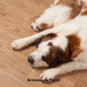 อัลบัม Armonía de Perro ศิลปิน Música Relajante para Perros