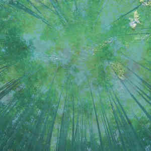 Album Canopy from 