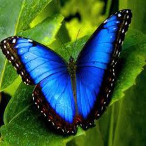 收聽Michael Brent Wilferd的Butterfly (Butterfly)歌詞歌曲