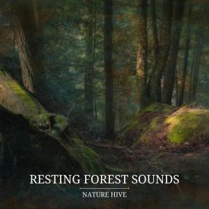 Listen to The Rain Concert song with lyrics from Nature Hive