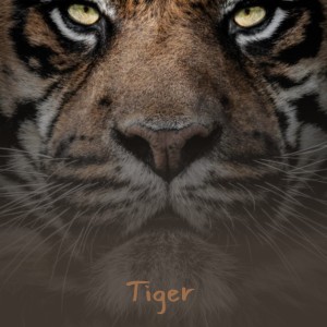 收听Nick Todd的Tiger歌词歌曲