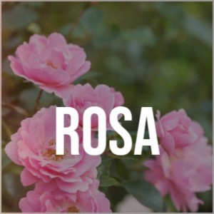 Dengarkan Rosa lagu dari Agustín Lara dengan lirik