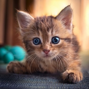 ดาวน์โหลดและฟังเพลง Un Momento Quieto Entre Las Cortinas พร้อมเนื้อเพลงจาก Reposo armónico para animales