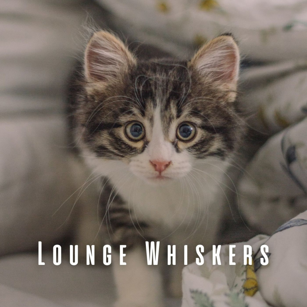 Coffee Shop Laid-Back Rhythms
