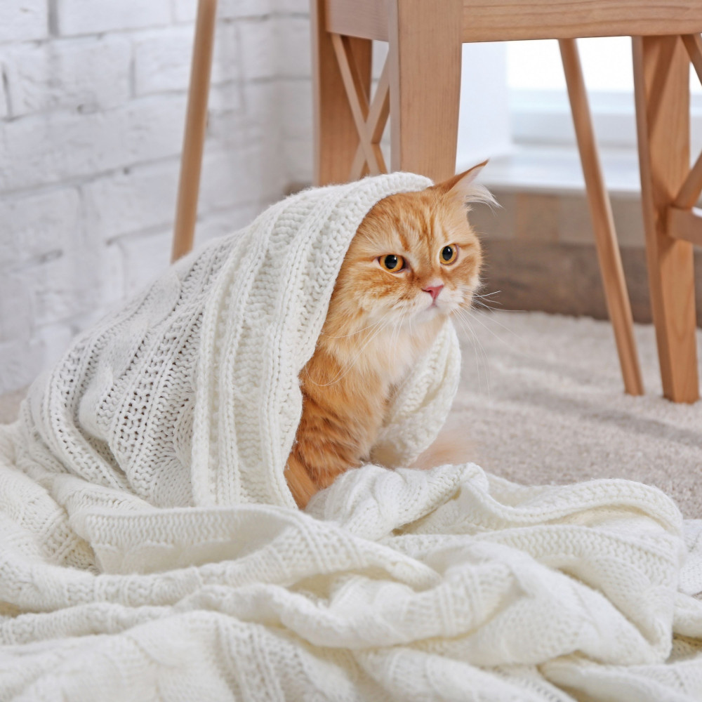 Meows Melt Into Silence