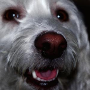 收聽jaylen.的DOGS歌詞歌曲
