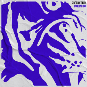 Album Siberian Tiger from Pure Indigo