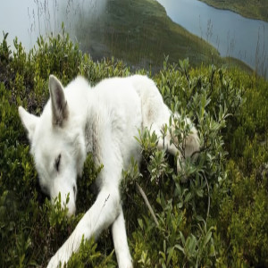 sukitox的專輯Te Kiero <3 (En Vivo)