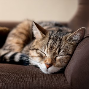 Música del domingo por la mañana的專輯Orquesta De Paz Ronroneante: Música Orquestal Para Gatos