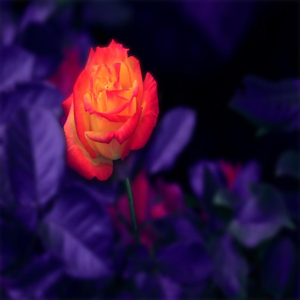Flowers & Roses (feat. LovahBoyJoel & Aney)