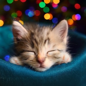 Gatos cascabeleo的專輯Paisajes Sonoros Lofi Para La Serenidad De Los Gatos