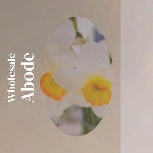 Album Wholesale Abode from Various