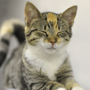 ดาวน์โหลดและฟังเพลง Tranquil Tones of Feline Dreams พร้อมเนื้อเพลงจาก Sleepy Cats