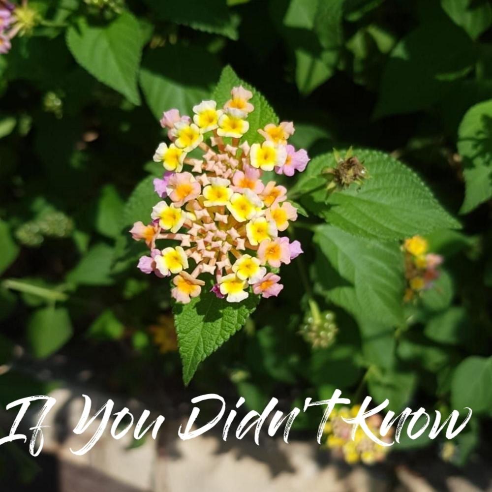 If You Didn't Know (feat. Phenom)