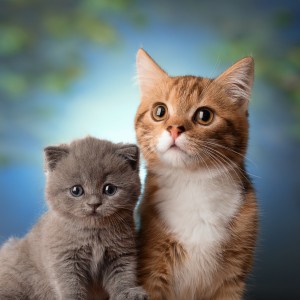 ดาวน์โหลดและฟังเพลง Sonidos De Terapia Para Relajación De Gatos พร้อมเนื้อเพลงจาก Proyecto de música para gatos durmiendo