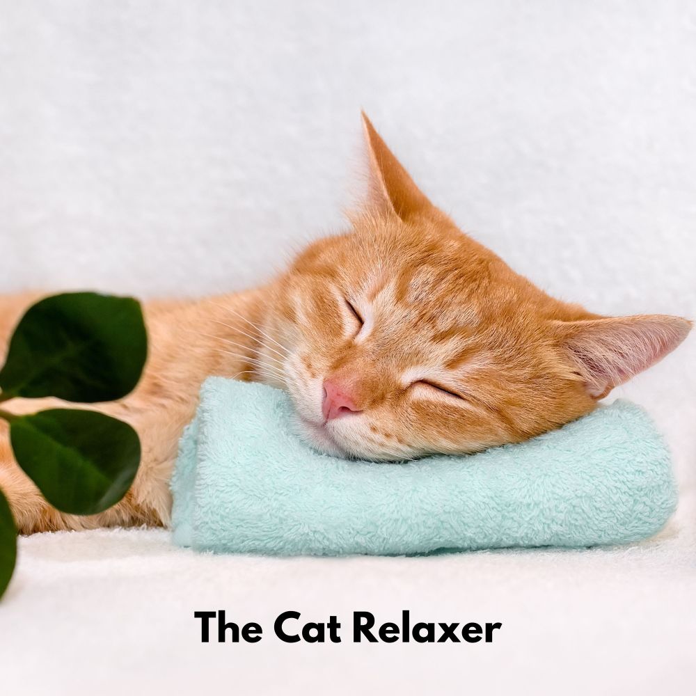 Cat Chillout