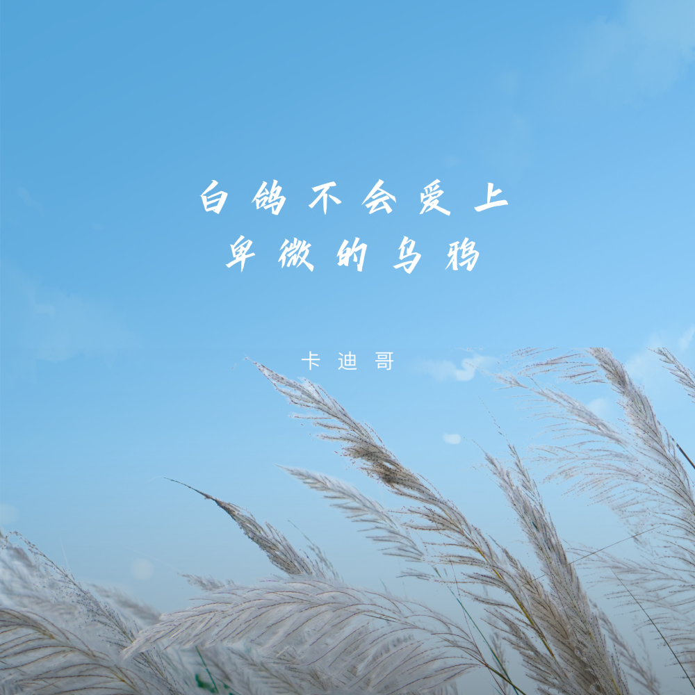 白鸽不会爱上卑微的乌鸦 (伴奏)