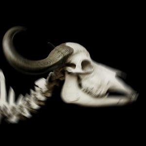 收聽Akkai的muerta riddim歌詞歌曲