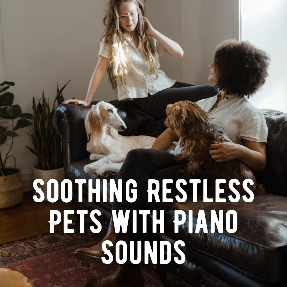 Harmony for Hounds