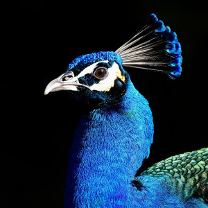 ดาวน์โหลดและฟังเพลง Avignon พร้อมเนื้อเพลงจาก The Golden Islands