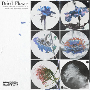 อัลบัม dried flower ศิลปิน wave to earth