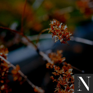 Natural的專輯Calm Nature Wind